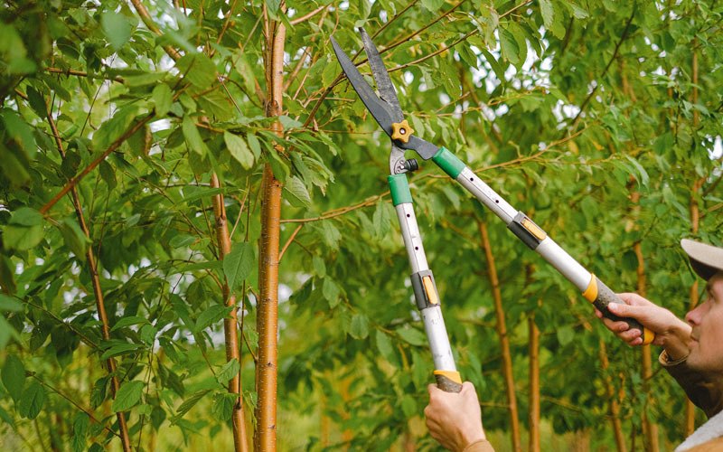 Tree trimming in Hardin, IL